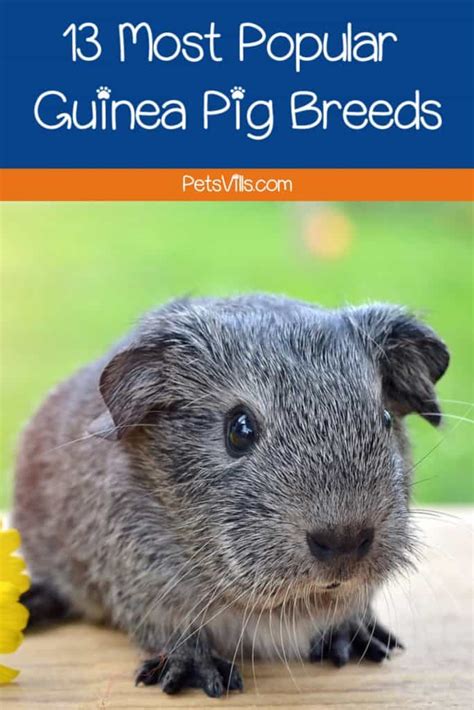 Guinea pigs are classified as rodents and originate from south america where they are used as a source of food. 13 Most Popular Guinea Pig Breeds - Petsvills