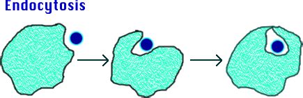 We did not find results for: Notes: Active Transport