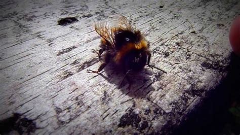 We did the research, and that means you don't need to. Bumble Bee Twerking Better Than Miley Cyrus - YouTube