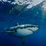 White Shark Genome Sequenced  SOSF Research Center