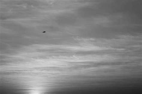Free Images Sea Horizon Silhouette Bird Wing Cloud Black And