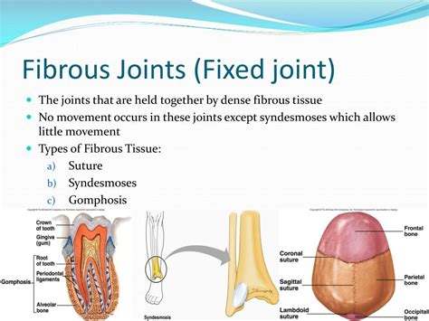 Ppt Arthrology And Joints Of Bones Of Trunk Powerpoint Presentation