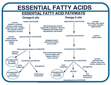 Essential To Life Essential Fatty Acids Nutrition Meets Food Science