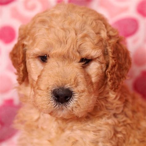 Once we confirm pregnancy we will open waitlist back up. Curly Goldendoodle Puppy 647096 | PuppySpot