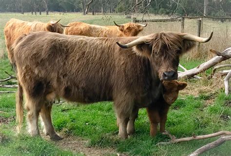 Highland Coat Colour Genetics — Avoch Highlands Cattle