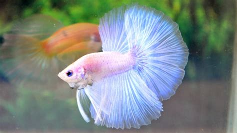 Albino Betta Fish Picture 8 Of 20 Solid White Halfmoon Hd