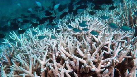 Australia Great Barrier Reef Suffering ‘unprecedented Damage Cnn