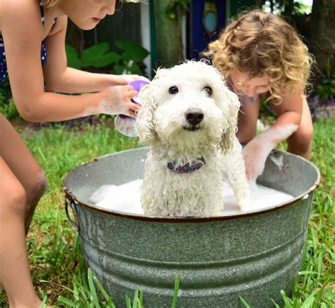 Time To Motivate A Quick Guide To Bathing A Pet At Home Leon Valley