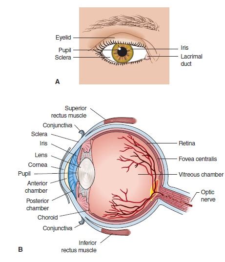 Eye And Ear Anatomy And Physiology Review