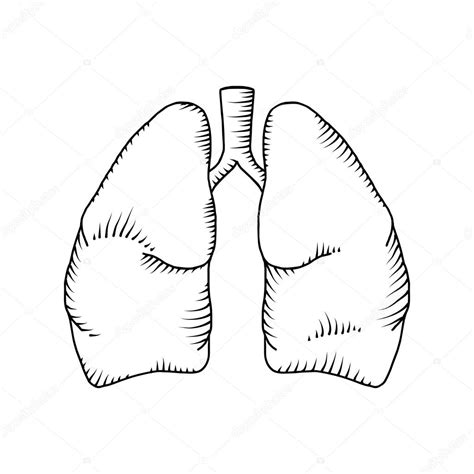 Lungs Detailed Illustration Stock Vector Image By ©vextok 121993976