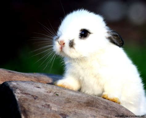 White Baby Bunnies For Sale Wallpapers Gallery