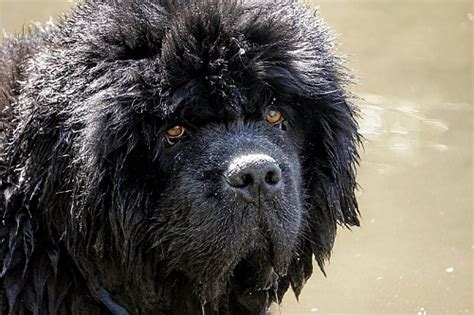 Newfoundland Dog Breed Information Pictures Characteristics And Facts
