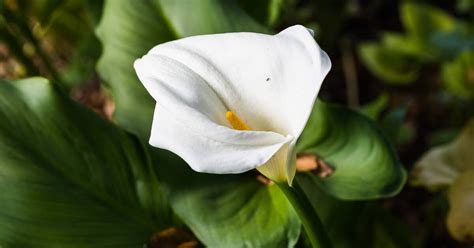 Confira Essa Lista 10 Copo De Leite Flor Como Cuidar Perfecto Nha Xinh