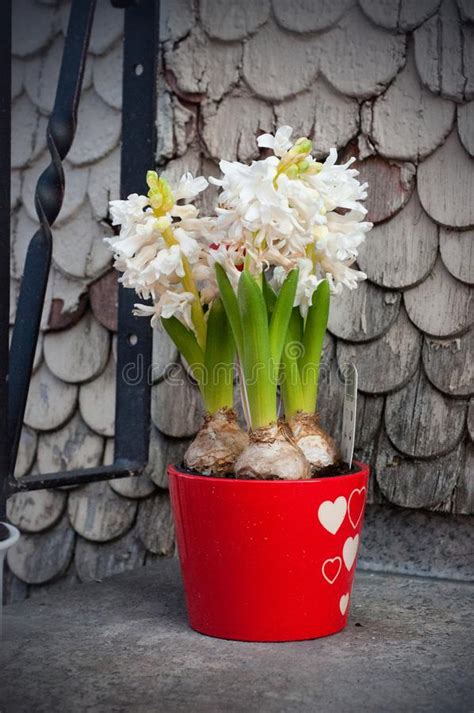 Vaso sospeso con fiori bianchi. I Bei Fiori Bianchi Del Giacinto Sbocciano In Un Vaso ...