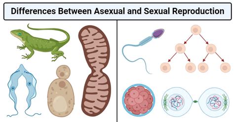 Asexual And Sexual Reproduction Overview Riset