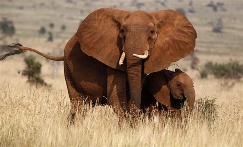 kenya elephant census pictures cbs news