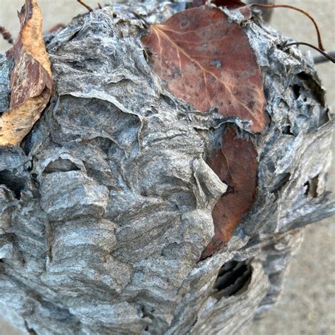 Wasp Nest Paper Nest Bald Faced Hornet Bee Hive Hornet Nest Taxidermy Aerial Nest Rustic