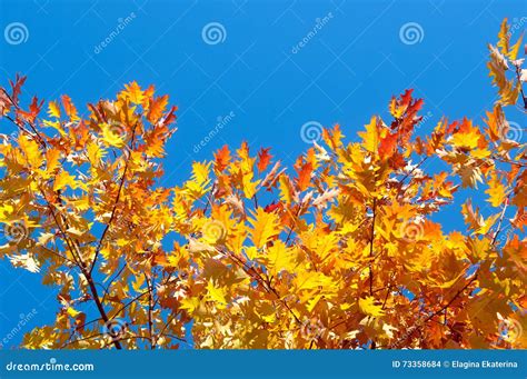 Bright Autumn Leaves Against The Blue Sky Stock Photo Image Of Leaves