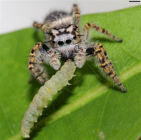 Spiders Eat Up To 880 Million Tons Of Insects Each Year Live Science