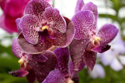 Thai Orchids Orchids Plants Photo