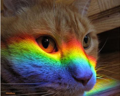Rainbow Kittie Rainbow Cat Beautiful Cats Cats