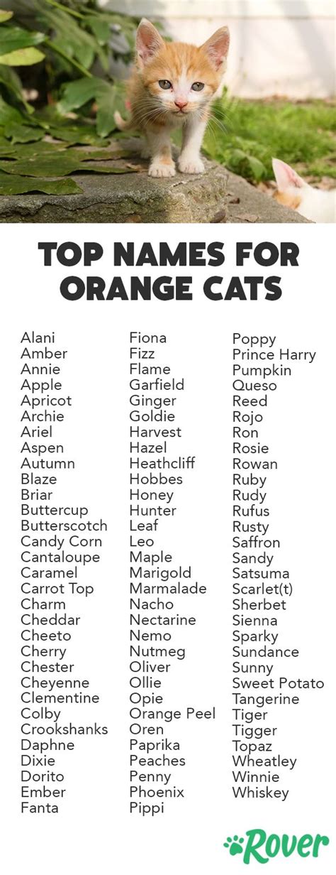 100 Best Orange Cat Names With Popularity Rankings Cute Pet Names