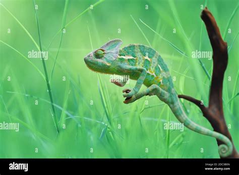 Chameleon On Grass Stock Photo Alamy