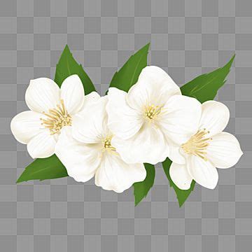 ปลูก ชา ดอกมะลิ องค์ประกอบ png องค์ประกอบฟรี องค์ประกอบโปร่งใส more. ภาพของPNGมีหลายหลายชนิด พื้นหลังและเวกเตอร์สดาวน์โหลดฟรี ...