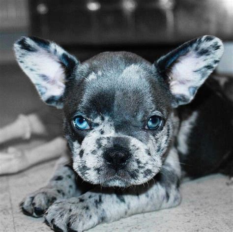French Bulldog Puppies Blue Merle Pets Lovers