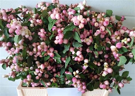 Berry Week Home Deco Plants New And Seasonal Flowers Hilverda De
