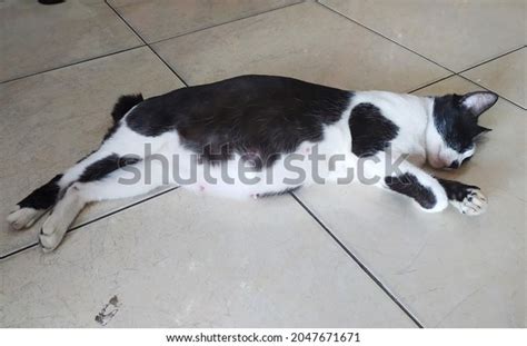 Pregnant Cat Sleeping On Floor Stock Photo 2047671671 Shutterstock
