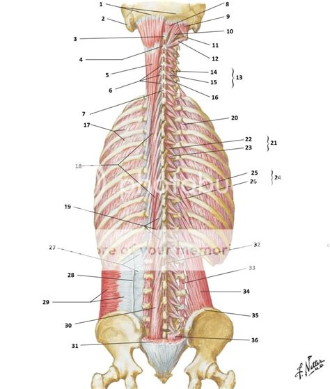 Back Muscle Diagram Unlabeled Learn Vocabulary Terms And More With