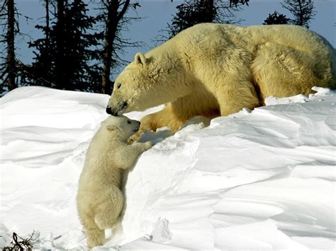 Polar Bear Pictures Bear Wallpapers National Geographic