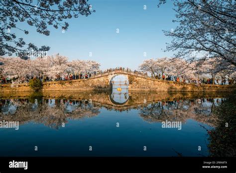 Landscape Of The Spring Cherry Blossoms In Wuxi Yuantouzhu Also Named