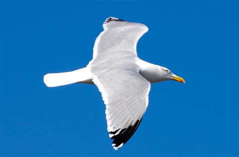 Bird Seagull Free Stock Photo Public Domain Pictures
