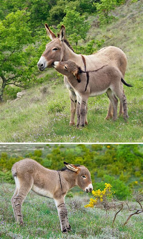 Cute Donkey 15 Funny And Cute Baby Donkeys Great Inspire Noordzij