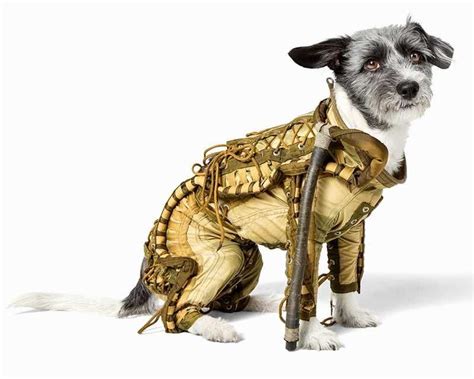 Used Soviet Dog Spacesuit Going Up For Auction Space Dog Dogs Space