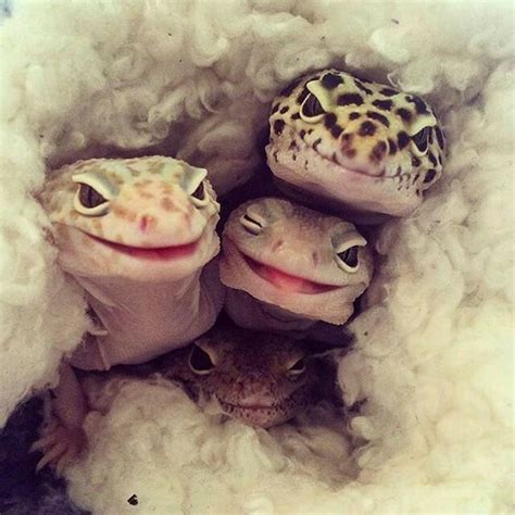 Leopard Geckos Are Happyhave A Happy Sleep Cute Cute Reptiles