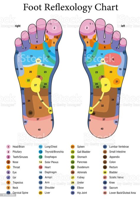 Foot Reflexology Alternative Acupressure And Physiotherapy Health