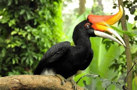 Daerah Persebaran Dan Makanan Burung Rangkong Di Habitatnya