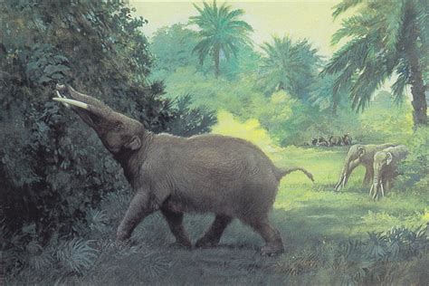 Domain Of The C Rex Prehistoric Elephants