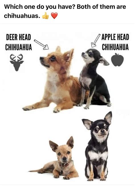 Pin By Christina Rizzo On Chihuahua Lover Chihuahua Apple Head