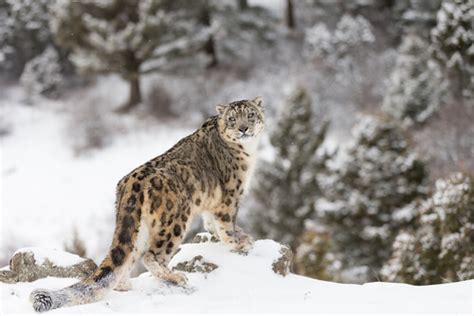 Leopardo De Las Nieves Características Comportamiento Y Hábitat Mis