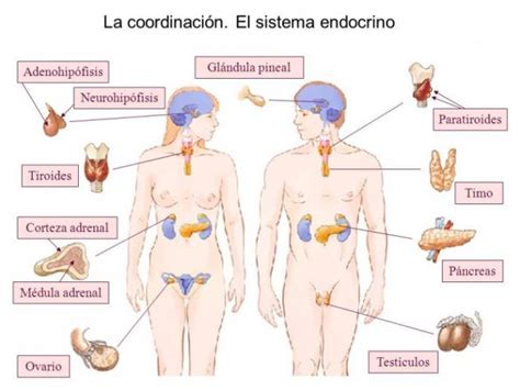 Sistema Endocrino Funciones Y Partes Informaci N Im Genes