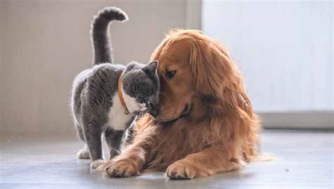 If you knew cats at all you would. Daily Dose Of Cute: Watch These Adorable Dogs Cuddling ...