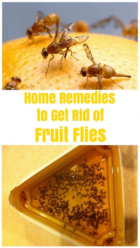 How To Get Rid Of Fruit Flies And Kill Them Fruit Flies Repellent