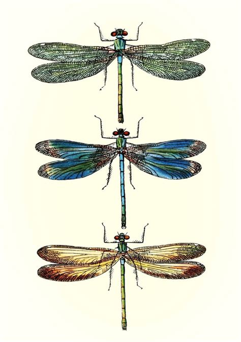 Dragonflies Art Print Vintage Dragonfly Illustration Pimlico Prints