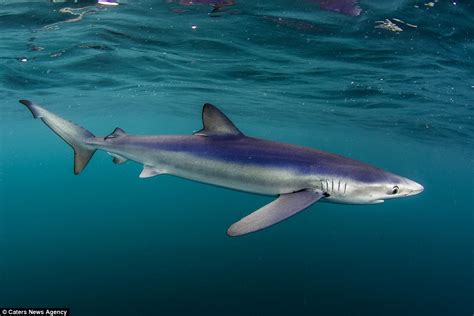 Elusive Blue Sharks Spotted In Uk Waters Lucky Brits Capture Stunning