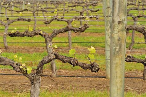 Winter How To Tips For Pruning Grapevines Modern Farmer