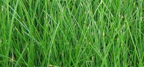 Chewings Fescue